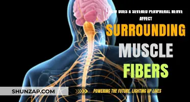 Exploring the Impact of Severed Peripheral Nerves on Muscle Fibers