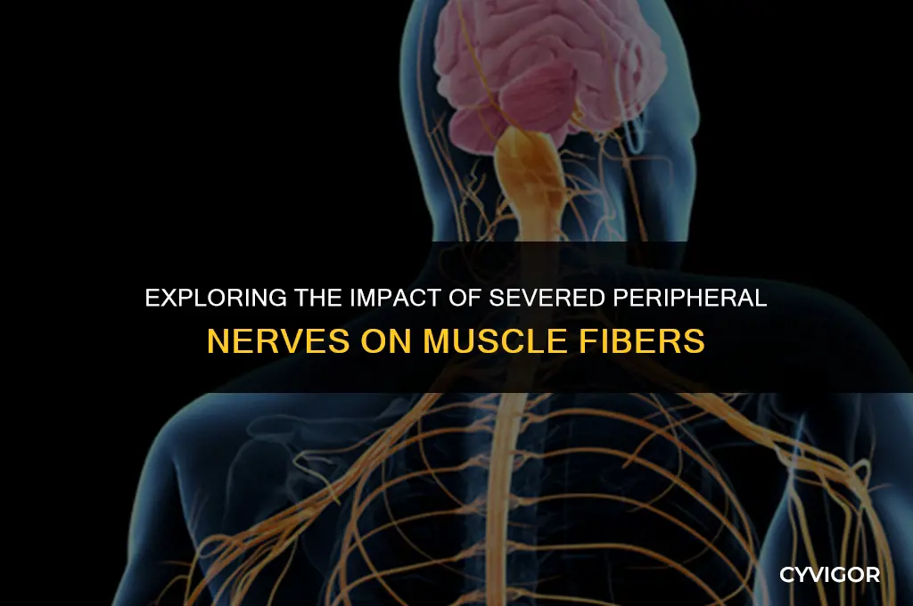 how does a severed peripheral nerve affect surrounding muscle fibers