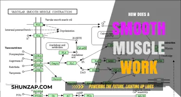 Understanding Smooth Muscle Function: Mechanisms, Contractions, and Biological Roles