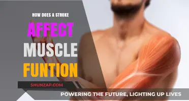 Understanding Stroke's Impact: A Deep Dive into Muscle Function Changes