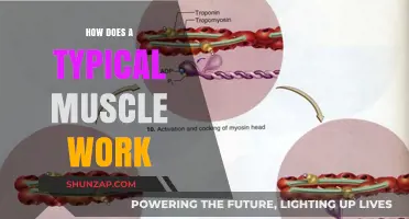 Understanding Muscle Function: How a Typical Muscle Works
