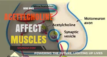 Unveiling the Role of Acetylcholine in Muscle Function and Health