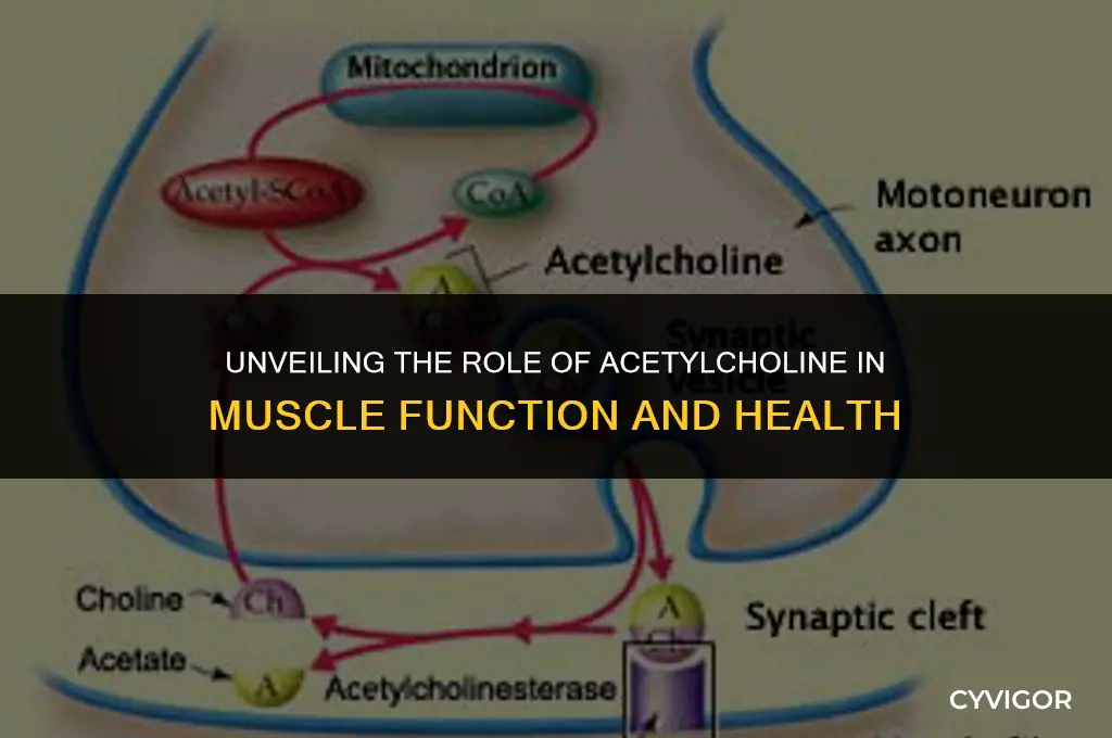 how does acetylcholine affect muscles