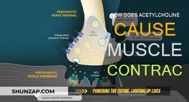 The Role of Acetylcholine in Muscle Contraction