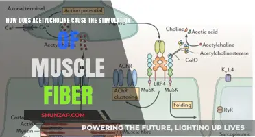 Stimulating Muscle Fibers: Acetylcholine's Role and Impact