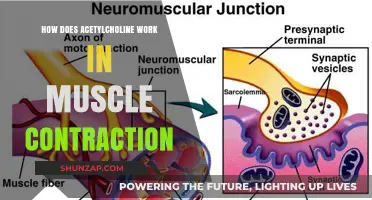 Acetylcholine's Role in Triggering Muscle Contraction: A Detailed Mechanism