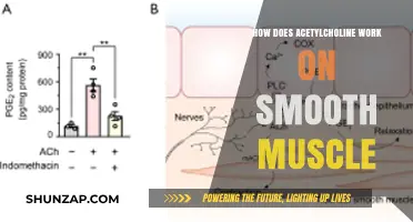Acetylcholine's Role in Smooth Muscle Contraction and Relaxation Explained