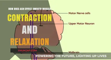 Understanding Acetylcholine's Role in Smooth Muscle Contraction and Relaxation