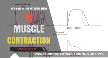 Unraveling Action Potentials: The Science Behind Muscle Contraction Explained
