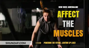 Unleashing Power: The Impact of Adrenaline on Muscle Performance