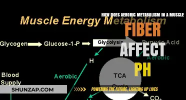 Exploring the Impact of Aerobic Metabolism on Muscle Fiber pH
