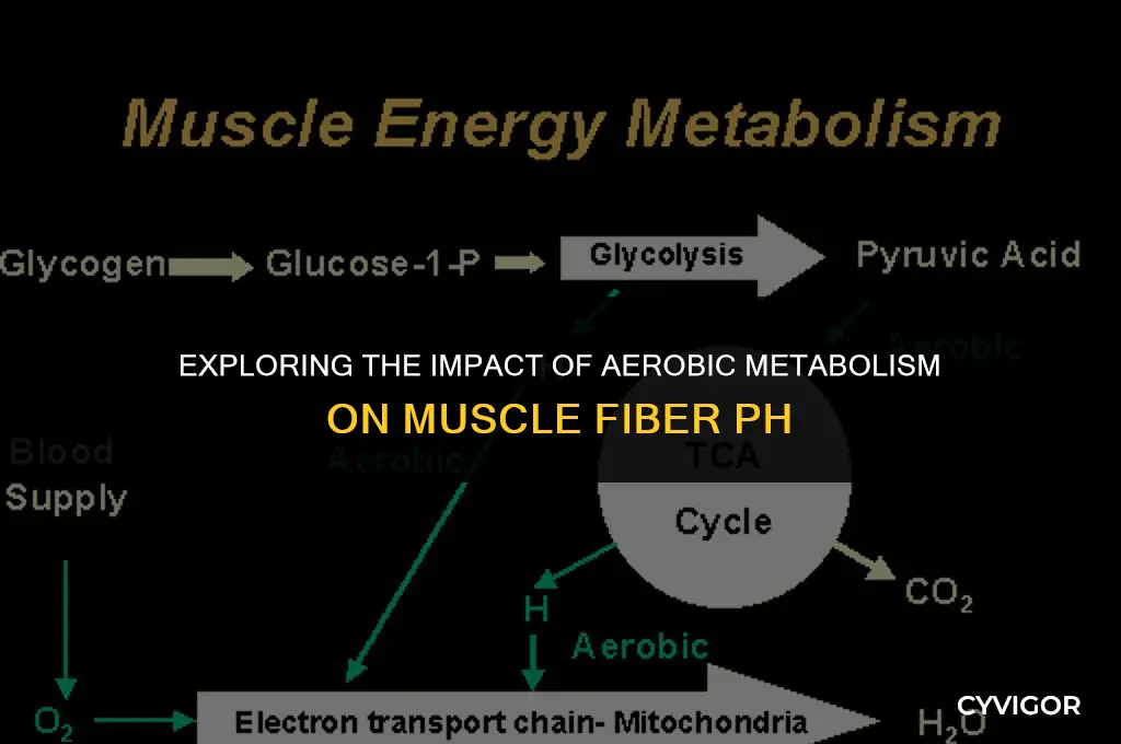 how does aerobic metabolism in a muscle fiber affect ph