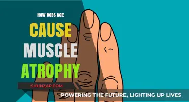 Aging and Muscle Atrophy: Understanding the Inevitable Connection