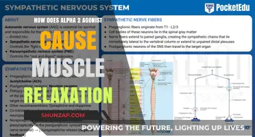 Alpha-2 Agonists: Muscle Relaxation Mechanism Explained