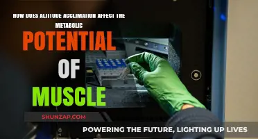 Exploring Altitude's Impact on Muscle Metabolism: A Comprehensive Guide