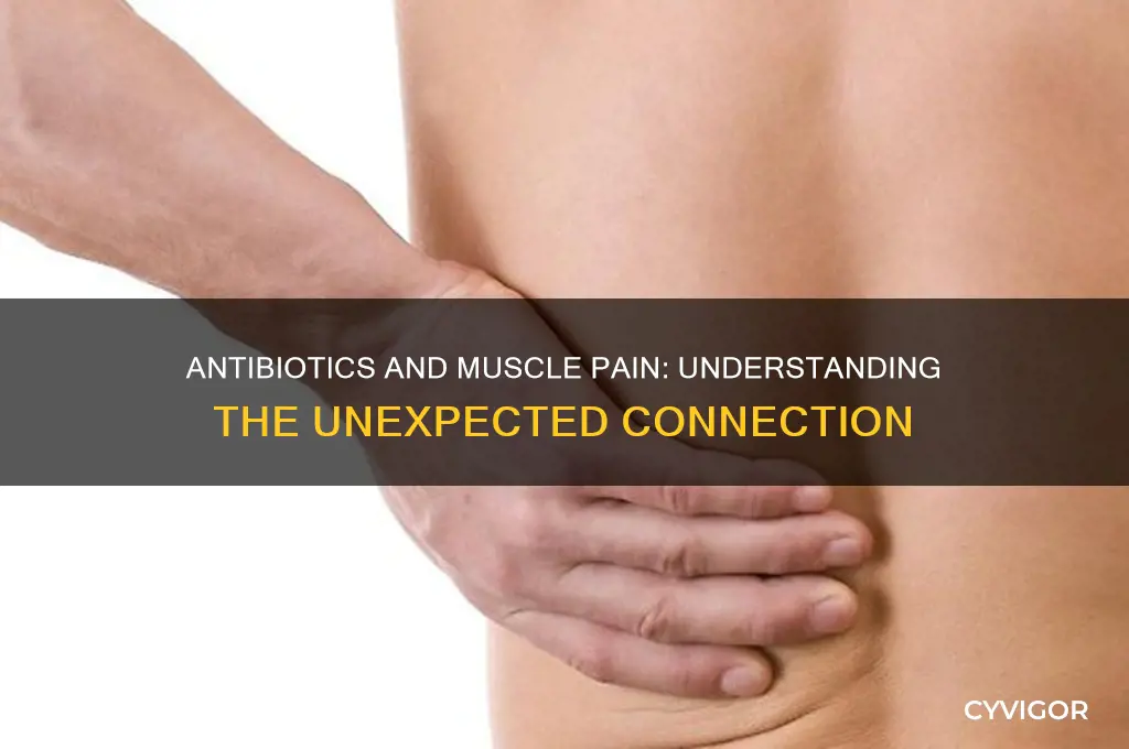 how does an antibiotic make muscle pain