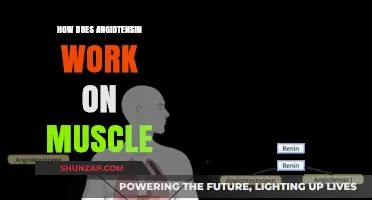 Understanding Angiotensin's Role in Muscle Function and Regulation