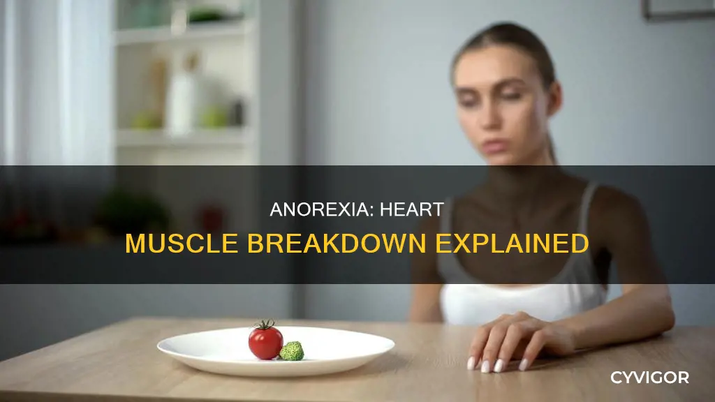 how does anorexia cause heart muscle tissue to breakdown