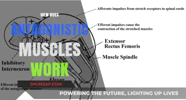 Understanding Antagonistic Muscles: How Opposing Pairs Work Together