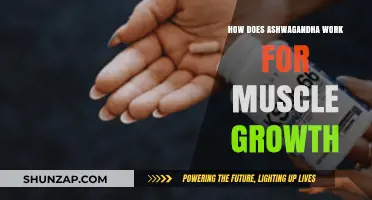 Ashwagandha's Role in Boosting Muscle Growth: Mechanisms Explained