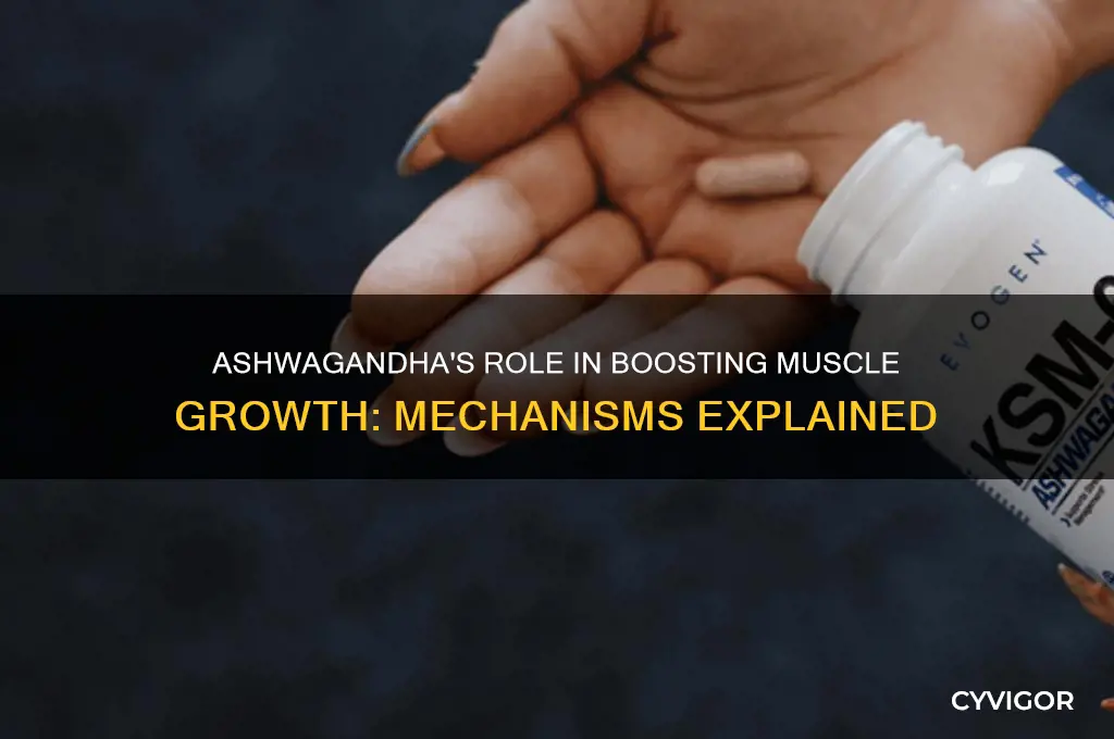 how does ashwagandha work for muscle growth
