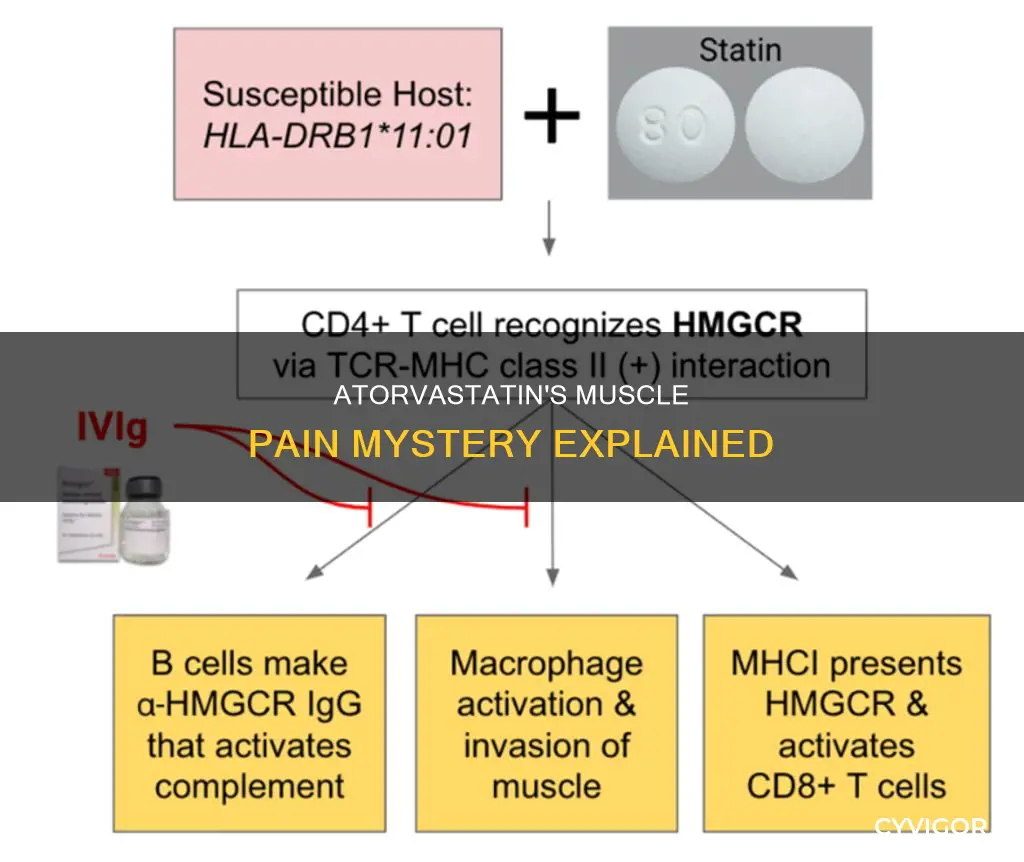 how does atorvastatin cause muscle pain