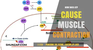 ATP's Role in Muscle Contraction Explained