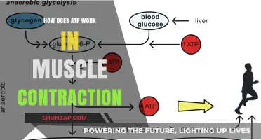ATP's Role in Muscle Contraction: Energy, Mechanism, and Efficiency Explained