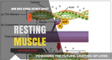 Unraveling the Role of ATPase in Resting Muscle Physiology