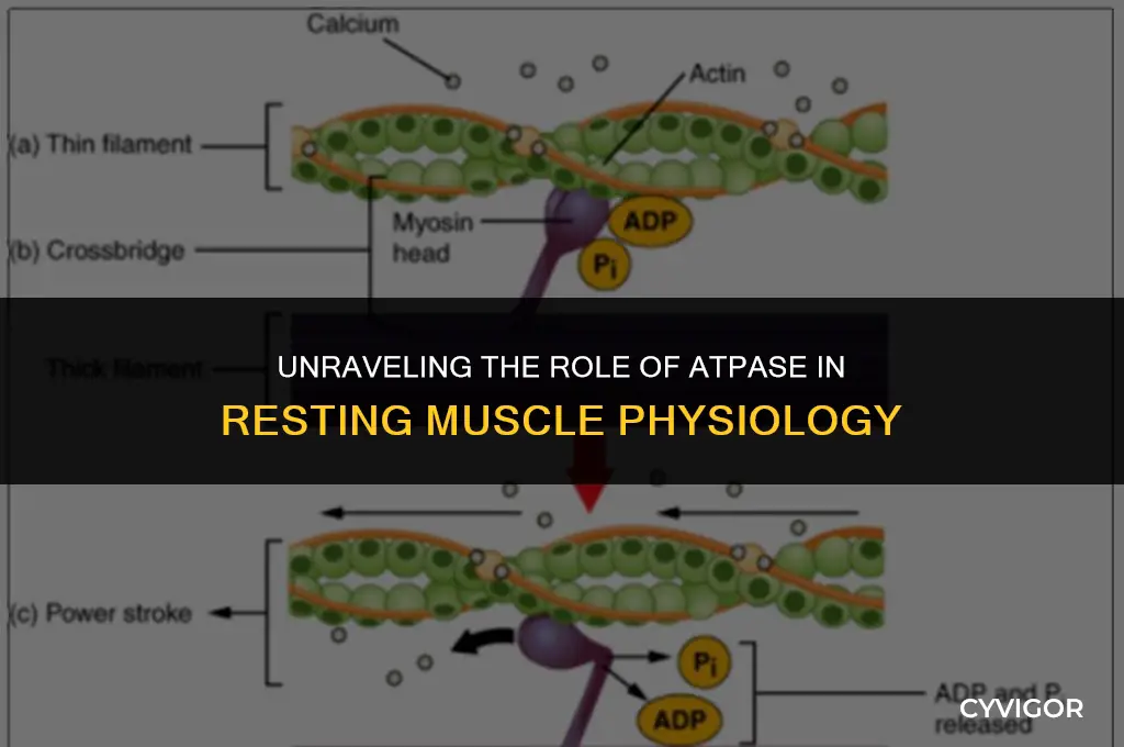 how does atpase activity affect a resting muscle