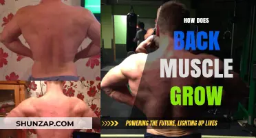 Unleashing Back Muscle Growth: A Comprehensive Guide