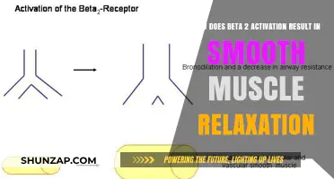 Beta-2 Activation: Unlocking Smooth Muscle Relaxation Mechanisms Explained