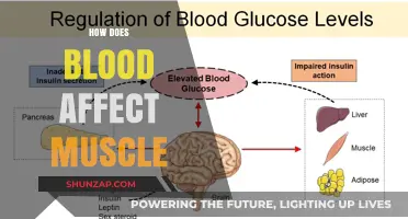 Unveiling the Impact: How Blood Influences Muscle Function and Health