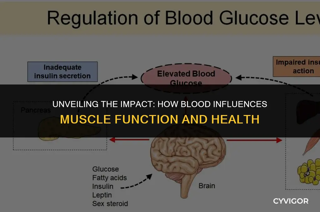 how does blood affect muscle
