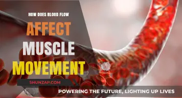Unveiling the Connection: Blood Flow's Impact on Muscle Movement