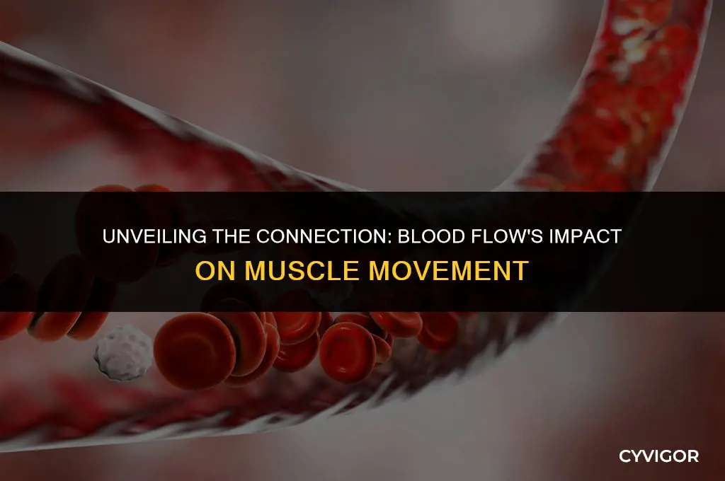 how does blood flow affect muscle movement