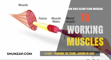 Boosting Muscle Performance: Understanding Increased Blood Flow During Exercise