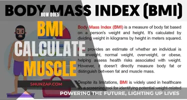 Understanding BMI: Calculating Muscle Mass and Body Composition