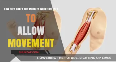 Bones and Muscles: The Dynamic Duo Behind Human Movement