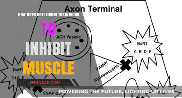 Botulinum Toxin: Unlocking Muscle Inhibition Mechanisms for Therapeutic Use