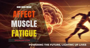 Unraveling the Mind-Body Connection: How Brain Activity Influences Muscle Fatigue