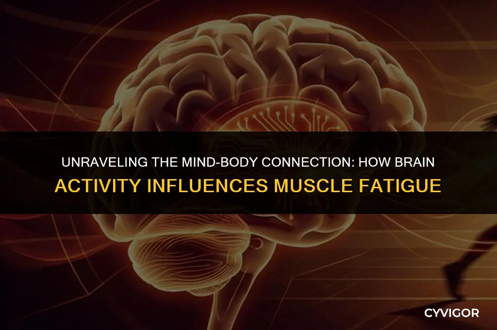 how does brain affect muscle fatigue