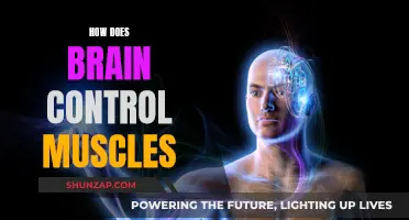 The Brain's Muscle Control: Unlocking the Mystery