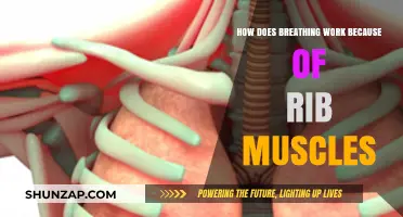 How Rib Muscles Power Breathing: Understanding the Mechanics of Respiration