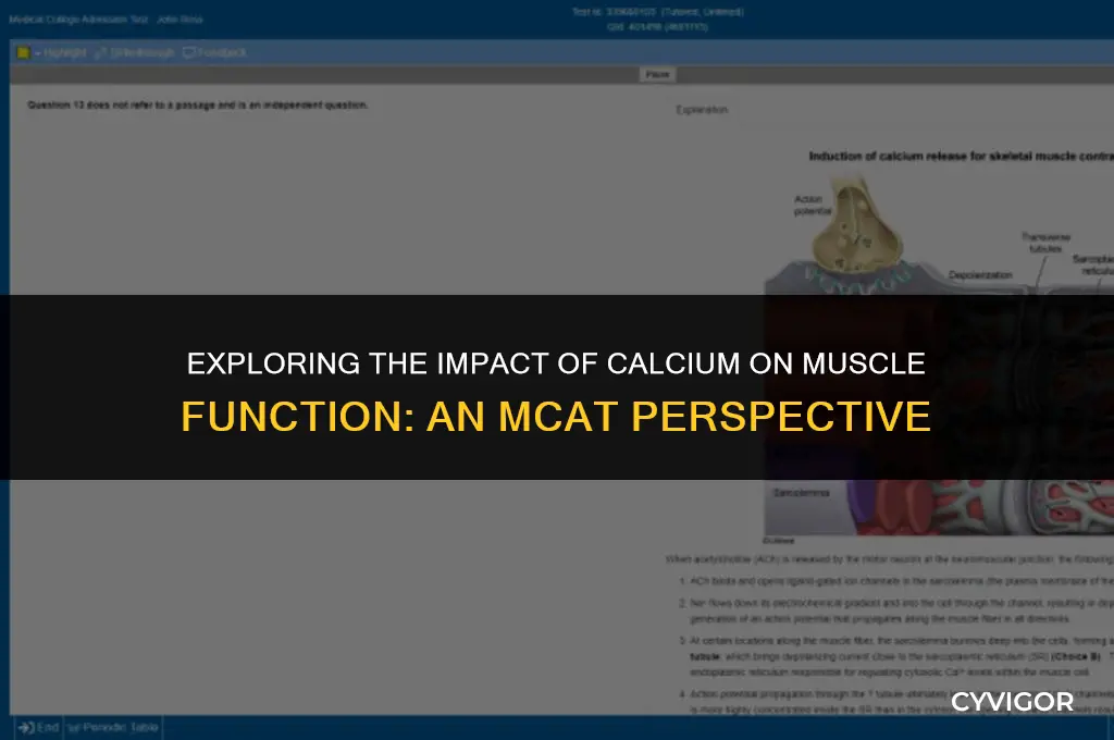 how does ca 2 affect muscles mcat