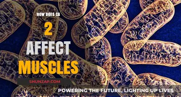 Exploring the Impact of Calcium on Muscle Function and Health