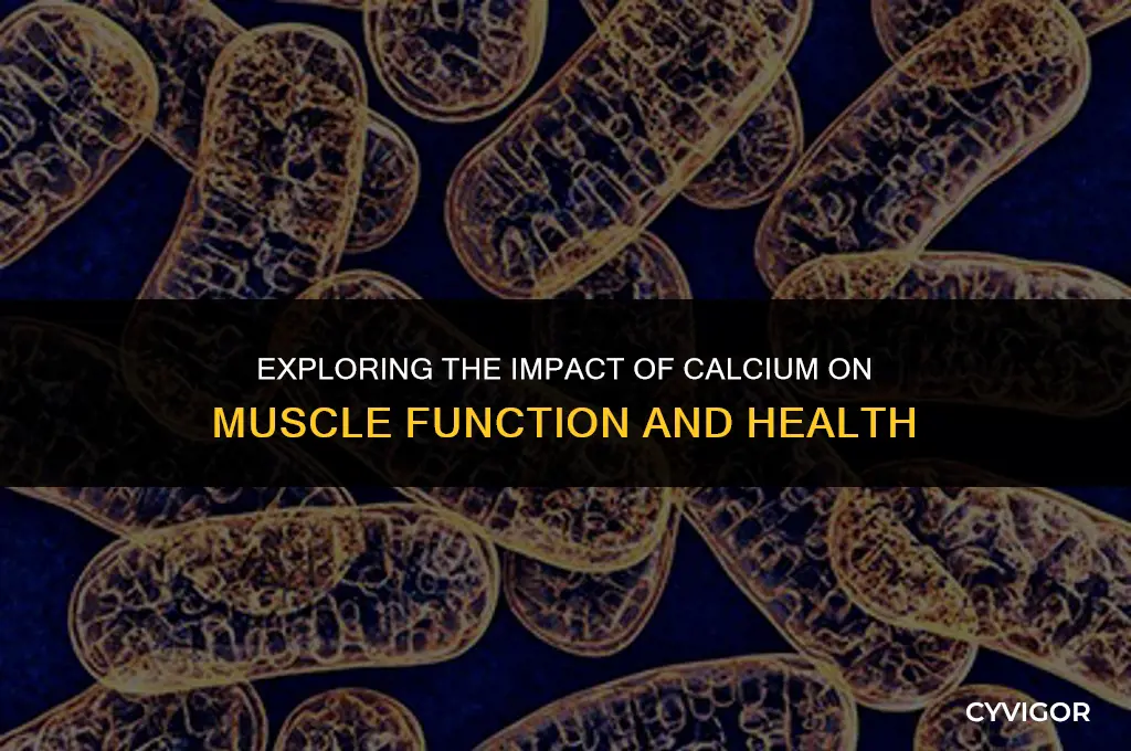 how does ca 2 affect muscles