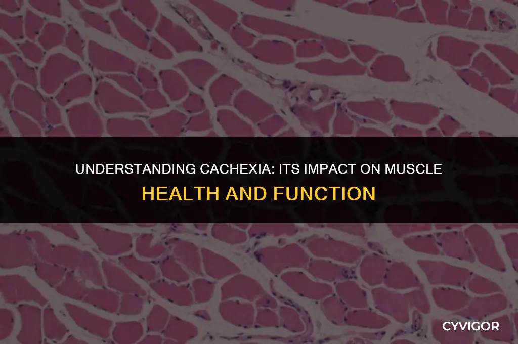 how does cachexia affect muscle