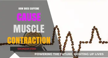 Caffeine's Effect: Muscle Contraction Explained