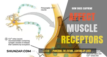 Exploring Caffeine's Impact on Muscle Receptors: A Scientific Dive